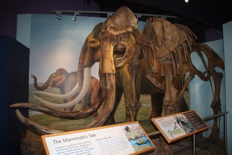 Mammoth bones at the centre